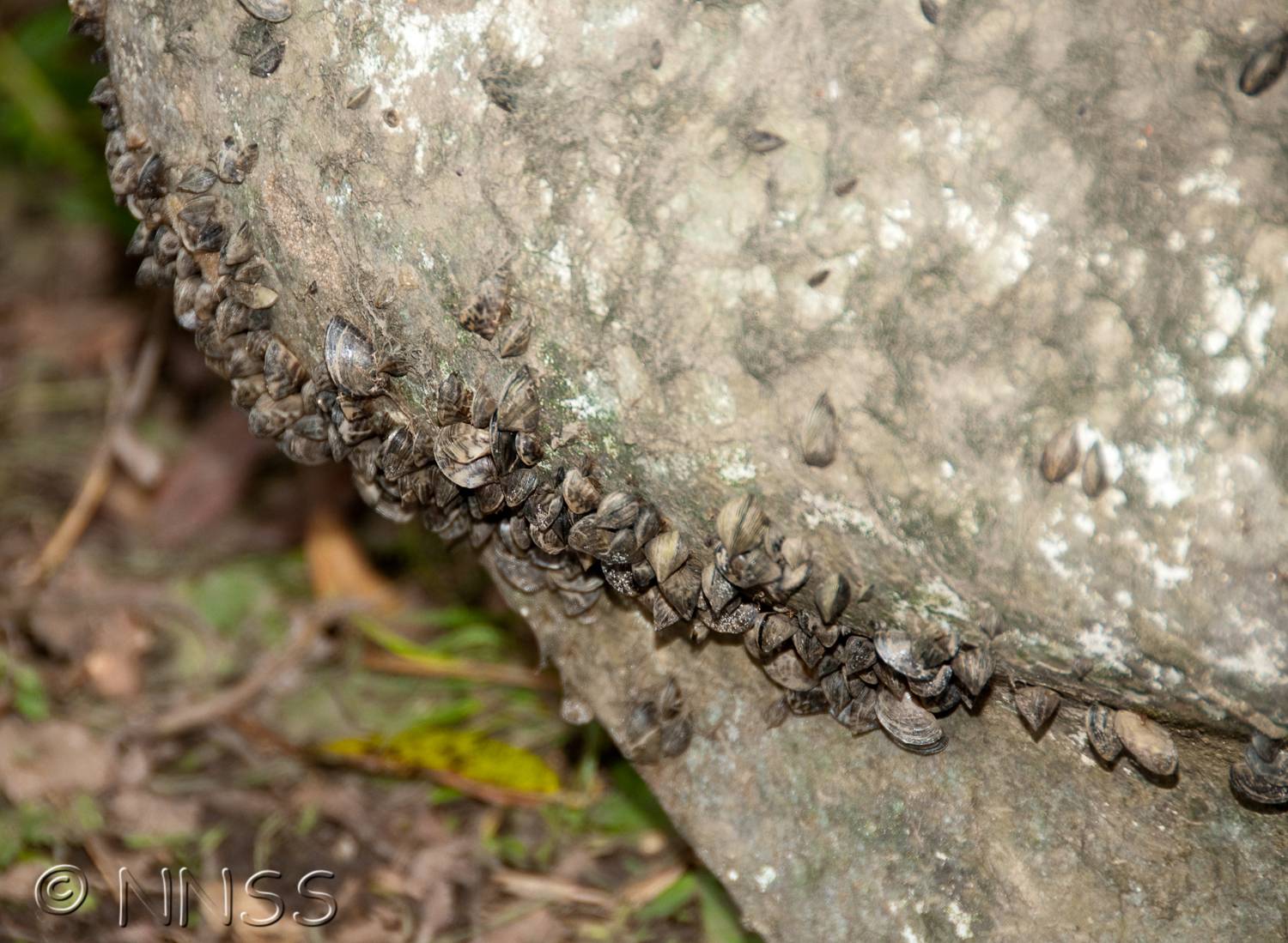 Zebra Mussel